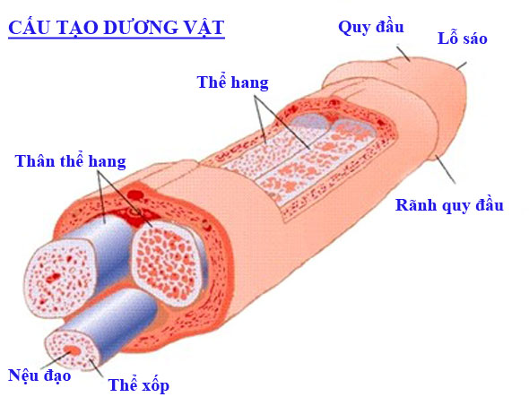 Cấu tạo dương vật cau-tao-duong-vat
